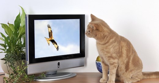 iPhone mit Fernseher verbinden - so klappt's