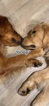Dog Kisses! 🐶💋 Dogs loving on other Dogs! So Sweet!