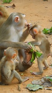 333K views · 3.6K reactions | OMG hungry baby monkey asking for food from mom | Love Monkey | Facebook