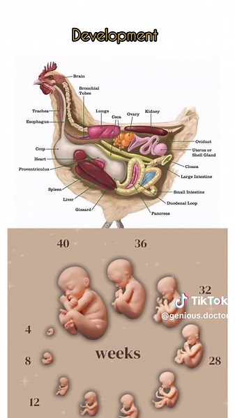 Development #Fyp #Foryou #viral #fffffffffffyyyyyyyyyyypppppppppppp #Goviral #Goviral #Foryoupage