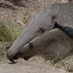 If it fits, it eats! The giant 🐜eater’s elongated head & nose are perfectly designed to get in & out termite mounds & 🐜hills. | San Diego Zoo