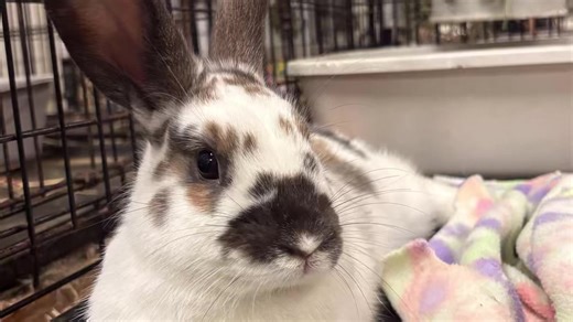 RabbitEARS Rescue on Instagram: "🌟Meet HUBERT! This adorable young male bunny is now available for adoption. He was born in 8/2025. He is playful and affectionate! Email rabbitearsrescue@gmail.com to meet him today! Are you looking for a young rabbit addition to your life? Do you have a bunny for him to meet? Would you like to meet this handsome boy bunny? He is fixed, vaccinated, and chipped. Please email us at rabbitearsrescue@gmail.com for a calendar to schedule your appointment! RabbitEARS 
