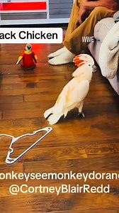 16K views · 645 reactions | #cockatoo #parrot #birds | WWE | Facebook