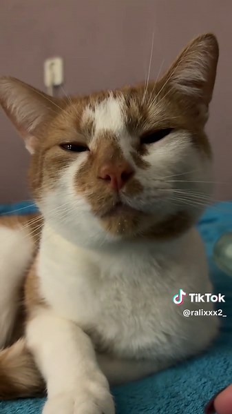 Cats and Plant Sounds: Relaxing ASMR for Cat Lovers