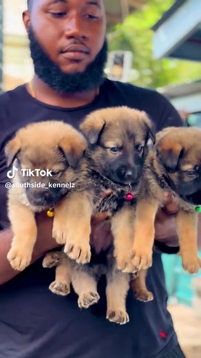 Did You Know?🤓 German Shepherds are so loyal, they’re known to put themselves in danger to protect their owners? #fyp #fypppppppppppppppppppppppppppppppppp #xyzcba #puppy #cutepuppy #cutepuppies #germanshepherd #germanshepherdpuppy #germanshepherdpuppies #dogs #cutedogs #dogsoftiktok #viral #fyp #fypシ゚viral #trending #caribbeantiktokeurs🇭🇹🇬🇾🇹🇹🇸🇷🇯🇲 #caribbeantiktokeurs #trinitiktokers🇹🇹🆙️🔥 #caribbeantiktok #caribbeantiktokeurs #caribbean #trinidad #trini_tiktoks #trinidad🇹🇹 #cari