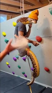 Rough-scaled Python Opens Tiny Climbing Gym