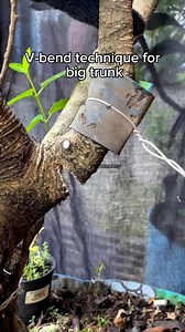 509K views · 2.8K reactions | V-bend technique for bending big trunk #bonsai #garden #gardening #diy #crafts #nature #naturelovers #fblifestyle | Herman Key | Facebook