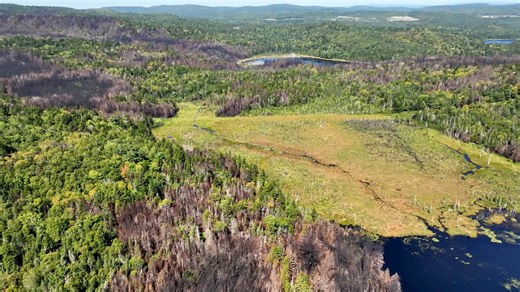 Flying over the area that burned three months ago in New Brunswick’s worst wildfire of the season
