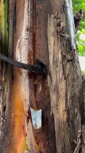 How to Tap a Banana Tree for Sap 🔪🪵 #shorts