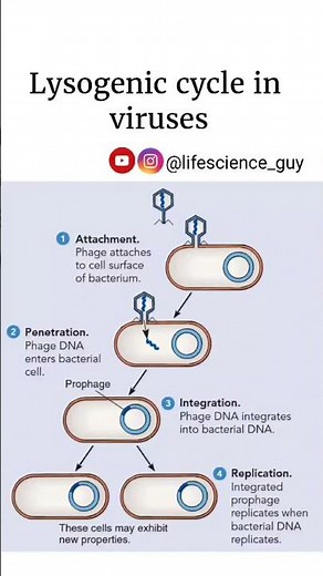 lysogenic cycle in viruses. | microbiology| ‪@lifescience_guy‬