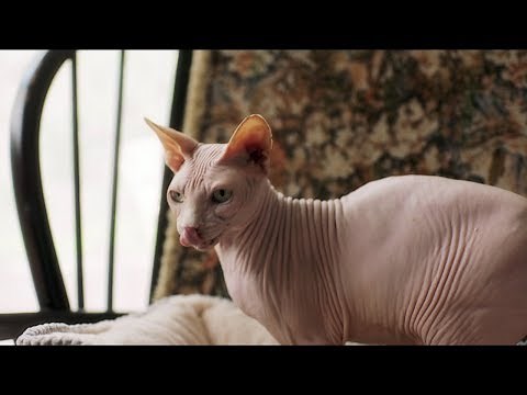 DRAGON BALL FighterZ - Launch Trailer | Switch