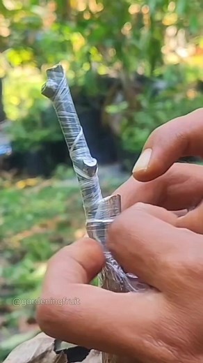 Spring tree grafting method #grafting #spring #plants | GardeningFruit