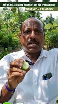 Red Ber Plant in Chennai 🌱 | Red Jujube Fruit Plant | Easy to Grow Exotic Fruit Plant
