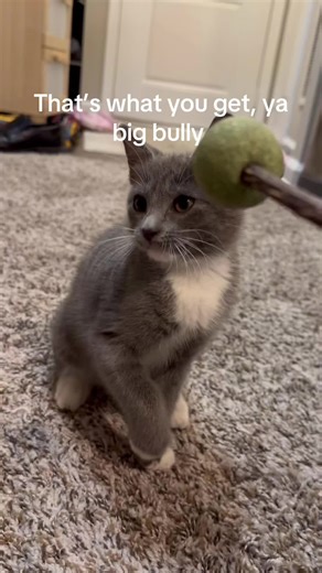 No Bullying Kittens at Home