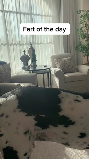 Funny Dog Fart Compilation