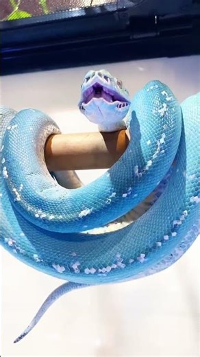 The moment the snake opens its deadly mouth, strange winds rise, warning everyone of ancient terror