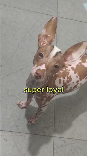 The Hairless Peruvian Dog That Bit a Tourist 😬🌎 (Perro peruano sin pelo 🤣🤣)