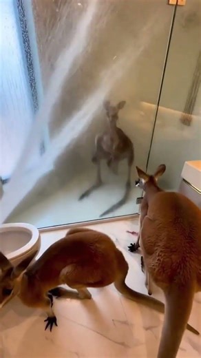 Typical neighbor 😂 #ai