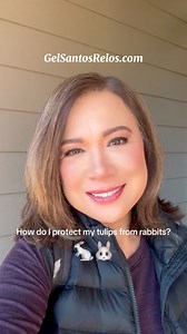 How do we solve a problem like RABBITS? I love Bugs Bunny but I never knew rabbits can be problem in gardening until we moved to Washington state! Not only rabbits but deers as well! Oh no, Bambi! My arsenal: lemon and orange peel and onions!🤣 Will they work? We will find out upon our return in 2 weeks! Hope to see the tulips in full bloom🌷💐FOLLOW Gel Santos Relos . Any advice on the rabbits? 🐇🐰#SpringIsComing #tulips #rabbits #GelSantosRelos #TravelsForTwo #GelSantosRelosTeleradyo #Travels