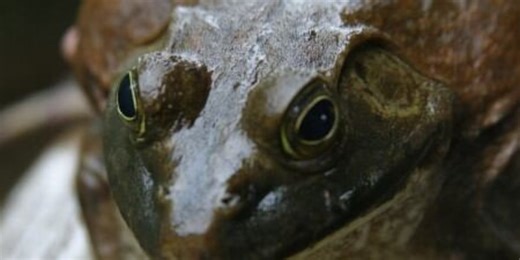 Arkansas frog-gigging season adjusted to protect breeding season