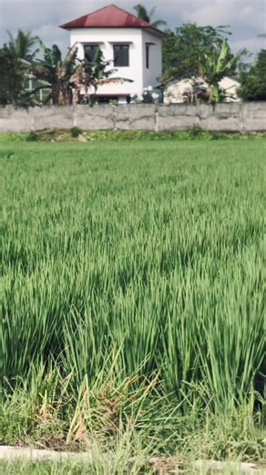 Kapan Ilange SB: MX King Style Unleashed