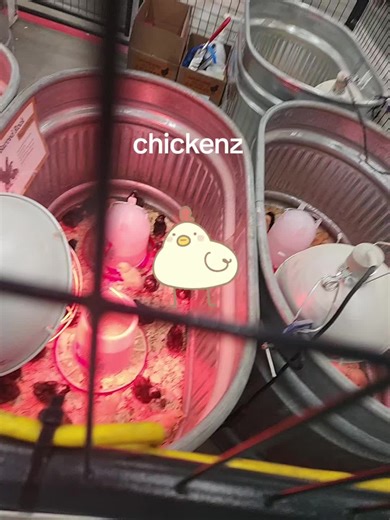 i love chickenz so much muaaaa 😍✌️ chicken chicken chicken chicken chicken chicken chicken chicken chicken chicken chicken chicken chicken chicken chicken chicken chicken chicken chicken chicken chicken chicken