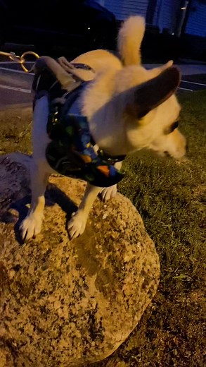 Mommy and Milo on TikTok