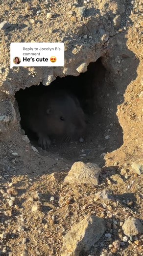 Why Gophers Are Friend Shaped: An Explanation