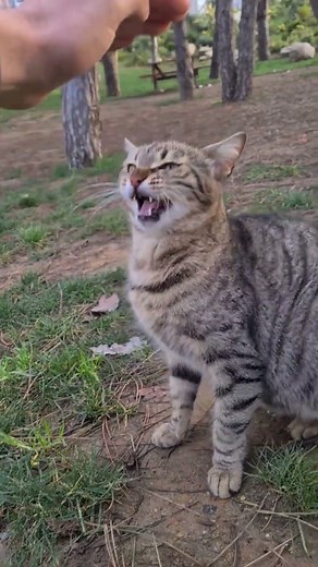 Angry Tabby Cat definitely doesn't want to be touched
