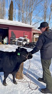 Let’s cook up some Mini Cow for dinner! Mary’s Sirloin Tip Roast! #minicows #farmtotable #roast #homestead #dexter | Sweet Briar Farmer