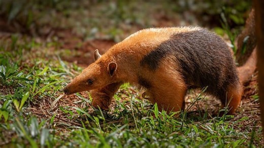 The aardvark: Close-up footage of the iconic African anteater - Worldwide