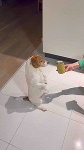 8.9K views · 209 reactions | Cute Dog Videos殺 #jackrussell #jackrussellterrier #jackrussellsofinstagram #jackrussellofinstagram #puppy #puppylove #love #likeforlikes #viralfbreels #dog #doglife #jackrussellmoments #viralreelsfb #dogsofinstagram #dogs #cutebaby #cute #jackrussellfamily | Jack Russell Lovers | Facebook