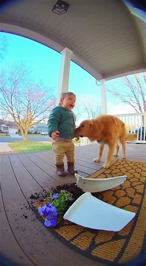 The Animal Heroically Saves Baby on Camera