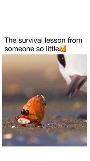 B E R L I N〄 | 🎬Piper is a 2016 Pixar animated short film about a hungry baby sandpiper learning to overcome her fear of waves to find food, directed by... | Instagram