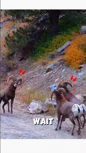 You Won't Believe Why These Sheep Fight 🤯