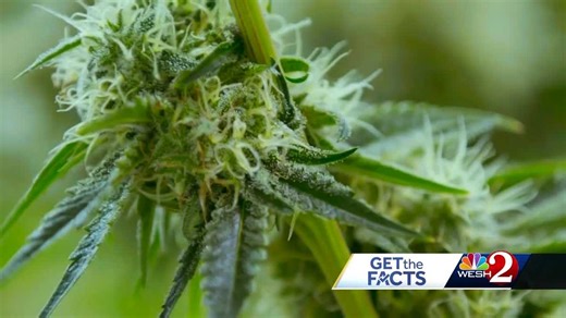Get The Facts: Will Amendment 3 allow you to grow your own marijuana plants?
