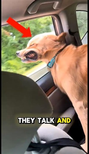 Top 3 Talking Dogs That Will Make You Laugh Out Loud, #dogs #talkingdog #shorts