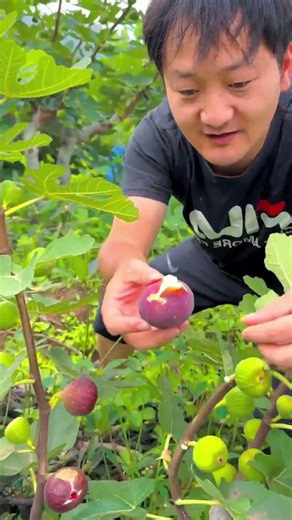 😍 The Most Satisfying Fig Peel Ever!