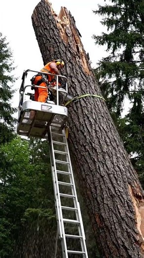 4m Ladder Cut: Storm-Damaged Tree Falls Forward Exactly as Planned!