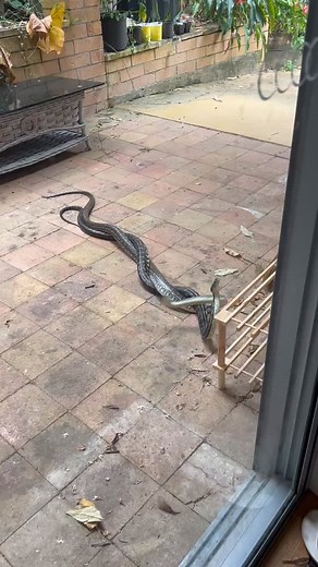 17K views · 1.3K reactions | 3…2…1…. FIGHT! 壘 Check out these two...