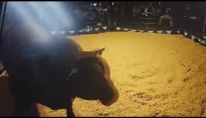 24 reactions · 3 comments | Bonsmara bull, new South African record price | 퐒퐓퐑퐀퐘 퐀퐍퐈퐌퐀퐋퐒 퐁퐎퐓퐒퐖퐀퐍퐀 | Facebook