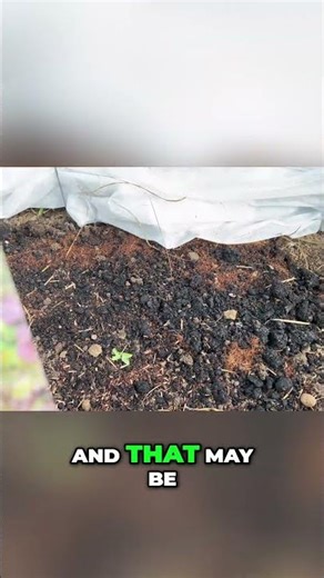 Lettuce Planting Problems: Why Seeds Won't Germinate!