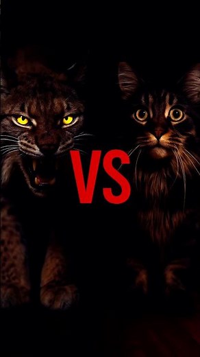 Lynx vs Maine Coon – Wild Cat vs House Cat Battle!
