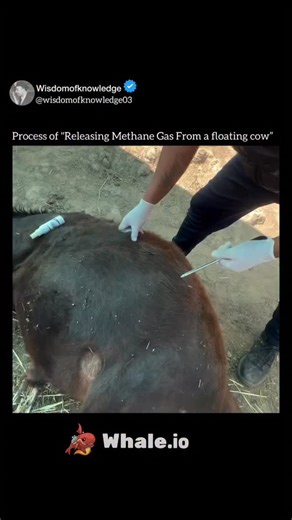 𝐖𝐢𝐬𝐝𝐨𝐦 𝐨𝐟 𝐤𝐧𝐨𝐰𝐥𝐞𝐝𝐠𝐞 on Instagram: "The flame you’re seeing? It’s coming from gas released out of a bloated cow’s stomach. Sounds wild, but here’s how it works cows naturally produce methane during digestion through a process called enteric fermentation. Inside their first stomach chamber the rumen microbes break down tough plant material and release methane as a byproduct. Most of the time, cows burp this gas out. But when too much builds up, the cow can become dangerously bloat