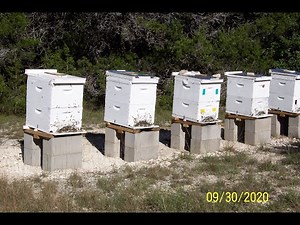 Preparing Your Bee Hives for a Successful Winter