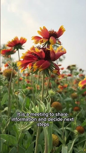 Initial Child Protection Conference #childprotection