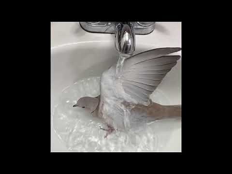 Eurasian Collared Dove Bath and Coo