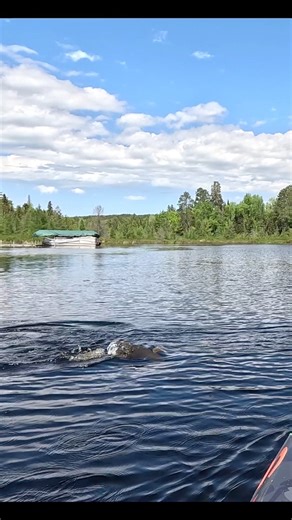 68K views · 287 reactions | 裡LAKE VERMILION MUSKY OPENER裡Love it when they catch you by surprise! We had a great time on Musky opener this past weekend! The bite was kinda tough for us this past weekend, but it didn’t stop us from getting some fish in the net#musky #muskyfishing #muskie #muskiefishing #lakevermilion #baitshop #tackleshop | Thorne Bros. | Facebook