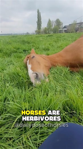 Herbivore Horsie 🐴 Subscribe for more horse facts! #horse #horsefacts #cute #silly #viral