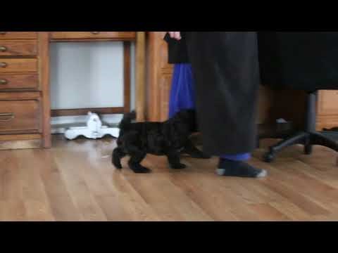 Whoodle Pup For Sale